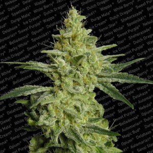 Allkush - feminizovaná semínka 3 ks Paradise Seeds