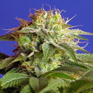 Green Poison Fast Version - feminizovaná semena 5 ks Sweet Seeds