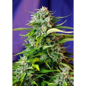 Jack 47 Auto - 5 ks samonakvétací semínka Sweet Seeds