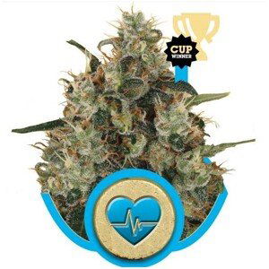 Medical Mass - feminizovaná semínka 5 ks Royal Queen Seeds