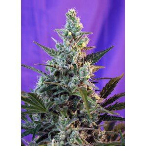 Sweet Skunk Fast Version – feminizovaná semínka 5 ks Sweet Seeds