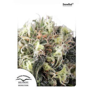 Snow Bud - feminizovaná semínka 3 ks Dutch Passion