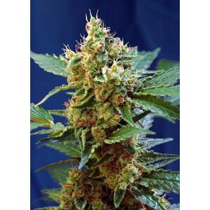 Cream Mandarine XL Auto ® - 5 ks samonakvétacích semínek Sweet Seeds