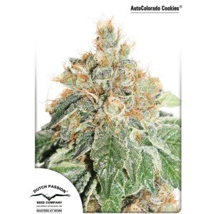 Auto Colorado Cookies® - samonakvétací semínka 3 ks Dutch Passion