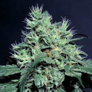 Dutch Dragon - 10 ks feminizovaná semínka Paradise Seeds