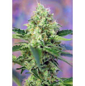 Crystal Candy - feminizovaná semínka 5 ks Sweet Seeds