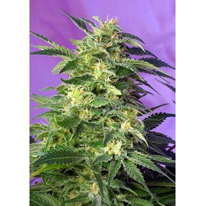 Killer Kush Auto - 5 ks samonakvétacích semínek Sweet Seeds