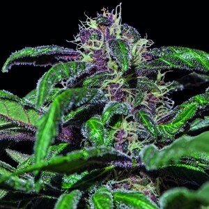 Ayahuasca Purple - feminizovaná semínka 5 ks Barney´s Farm