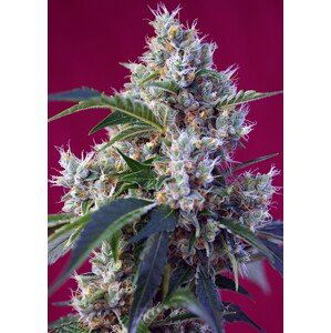 Indigo Berry Kush® - feminizovaná semínka 3 ks Sweet Seeds