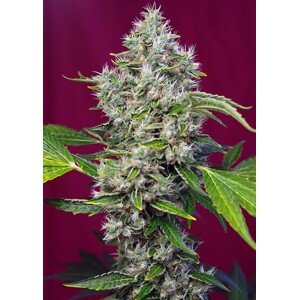 San Fernando Lemon Kush® - feminizovaná semínka 3 ks Sweet Seeds