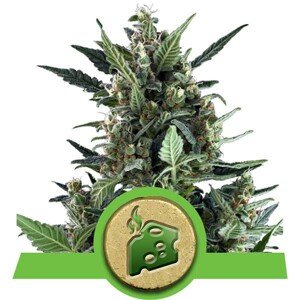 Blue Cheese - feminizovaná a samonakvétací semínka 10ks Royal Queen Seeds