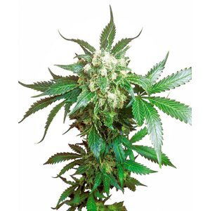 Black Domina - semínka 5 ks feminizovaná Sensi Seeds