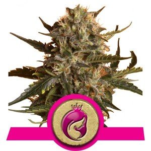 Mother Gorilla  - feminizovaná semínka 10ks Royal Queen Seeds