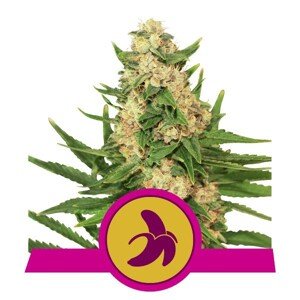 Fat Banana - feminizovaná semínka 5 ks Royal Queen Seeds