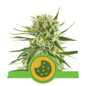 Royal Cookies Automatic - samonakvétací semínka 3ks Royal Queen Seeds