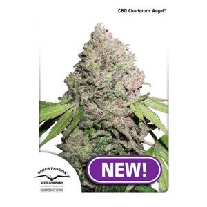 CBD Charlotte’s Angel® - feminizovaná semínka 3 ks Dutch Passion