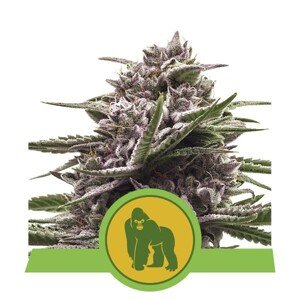 Royal Gorilla Automatic  - samonakvétací semínka 3 ks Royal Queen Seeds