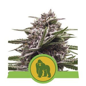 Royal Gorilla Automatic  -  samonakvétací semínka 10ks Royal Queen Seeds