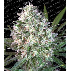 Space Cookies - feminizovaná semínka 3 ks Paradise Seeds