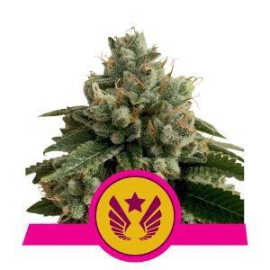 Legendary Punch  - feminizovaná semínka 5 ks Royal Queen Seeds