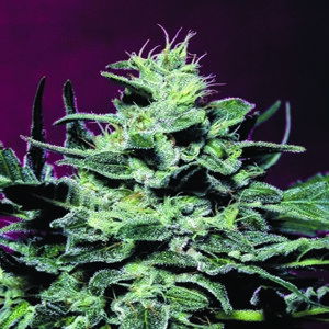 Nebula - 10 ks feminizovaná semínka Paradise Seeds