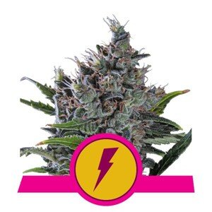 North Thunderfuck - feminizovaná semínka 5 ks Royal Queen Seeds