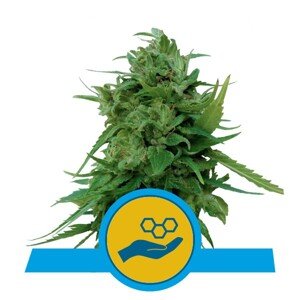 Solomatic CBD - samonakvétací semínka 5 ks Royal Queen Seeds