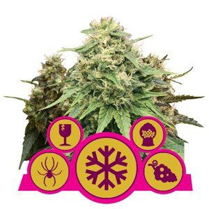 Feminized Mix - feminizovaná semínka 3 ks Royal Queen Seeds