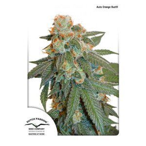 Auto Orange Bud® - samonakvétací semínka 3 ks Dutch Passion