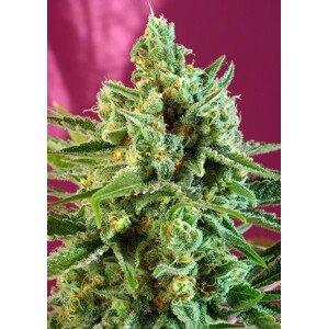 S.A.D. Sweet Afghani Delicious CBD - feminizovaná semena 3ks Sweet Seeds