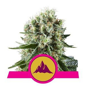 Critical Kush - feminizovaná semínka 5 ks Royal Queen Seeds