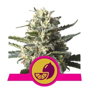 Lemon Shining Silver Haze - feminizovaná semínka 10ks Royal Queen Seeds