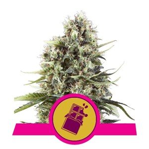 Chocolate Haze - feminizovaná semínka 10 ks Royal Queen Seeds