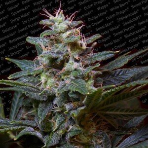 Sweet Purple - 5 ks feminizovaná semínka Paradise Seeds