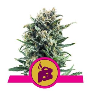 Blue Cheese - feminizovaná semínka 10 ks Royal Queen Seeds