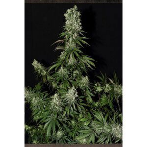 White Strawberry Skunk - 3ks feminizovaná semínka Strain Hunters