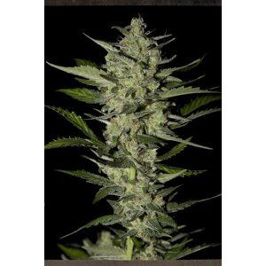 Flowerbomb Kush - 10ks feminizovaná semínka Strain Hunters