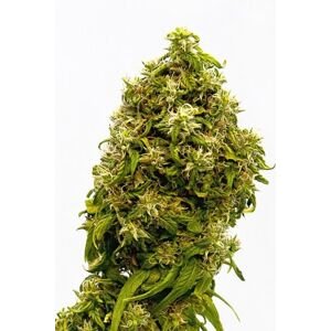 Swiss Dream CBD - 5ks feminizovaná semínka Kannabia Seeds