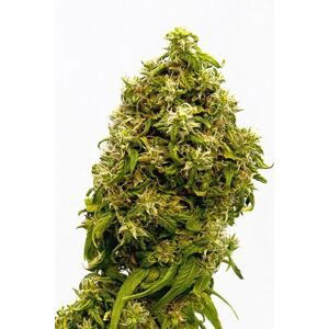 Swiss Dream CBD - 10ks feminizovaná semínka Kannabia Seeds