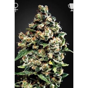 Jack Herer - 3 ks feminizovaná semínka Green House Seeds