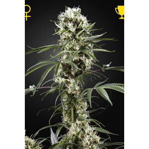 Super Lemon Haze - feminizovaná semínka 5 ks Green House Seeds