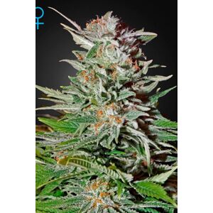 Super Lemon Haze Auto - samonakvétací semínka 5 ks Green House Seeds