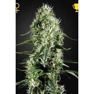 Super Silver Haze - feminizovaná semínka 3 ks Green House Seeds