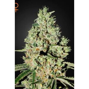 Super Critical - feminizovaná semínka 3 ks Green House Seeds