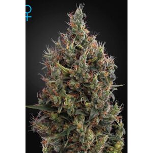 Big Bang Autoflowering -  samonakvétací semínka 3 ks Green House Seeds