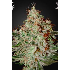 Lemon Skunk - feminizovaná semínka 3 ks  Green House Seeds