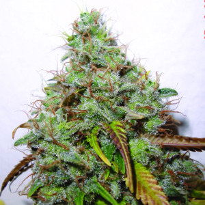 White Berry  - 5 ks feminizovaná semínka Paradise Seeds