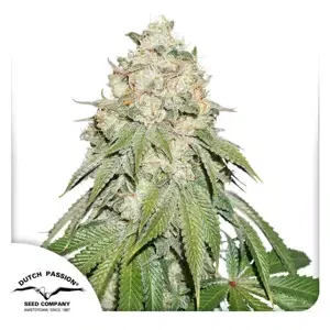 Banana Blaze® - feminizovaná semena 10 ks Dutch Passion