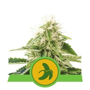 Fat Banana Automatic - samonakvétací semínka 5 ks Royal Queen Seeds