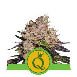 Purple Queen Automatic - samonakvétací semínka 3 ks Royal Queen Seeds